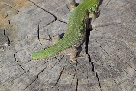 蜥蜴尾巴的再生普通快速绿蜥蜴树桩切片上的蜥蜴沙普通的绿色蜴图片