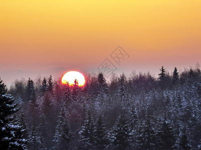 冬日的日落太阳落在树后面冬日的日落太阳落在树后面图片