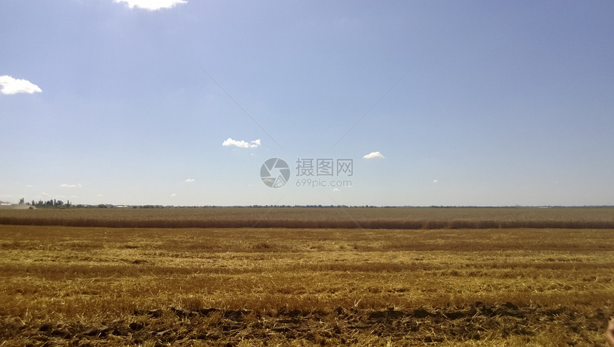 小麦田夏季地库班的农业图片