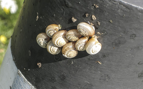 蜗牛属于动物学的无脊椎动物蜗牛蜗牛无脊椎动物图片