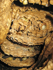 大蜂窝在树空洞中的大蜂窝图片