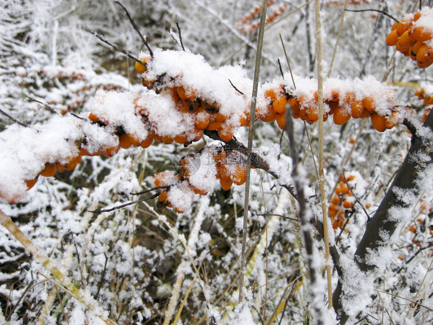 海角的浆果上覆满了白雪海角的浆果上覆满了白雪图片