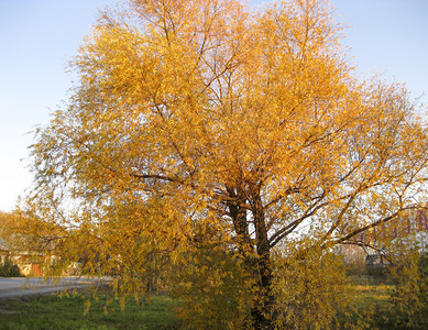九月柳树发黄树上的黄叶九月柳树发黄树上的黄叶图片
