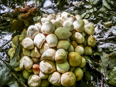 草丛中的森林蘑菇图片