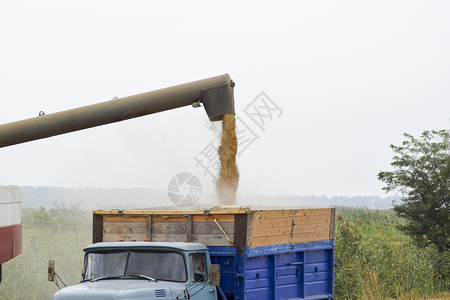 莫洛切尼耶国家的稻草高清图片