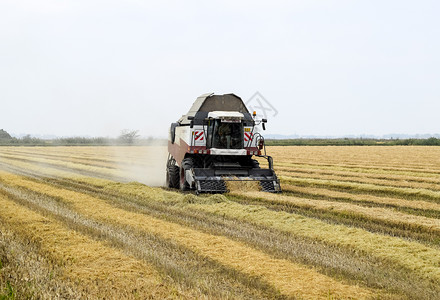 耶梅克俄罗斯Poltavskaya村2015年9月7日联合收获稻米背景