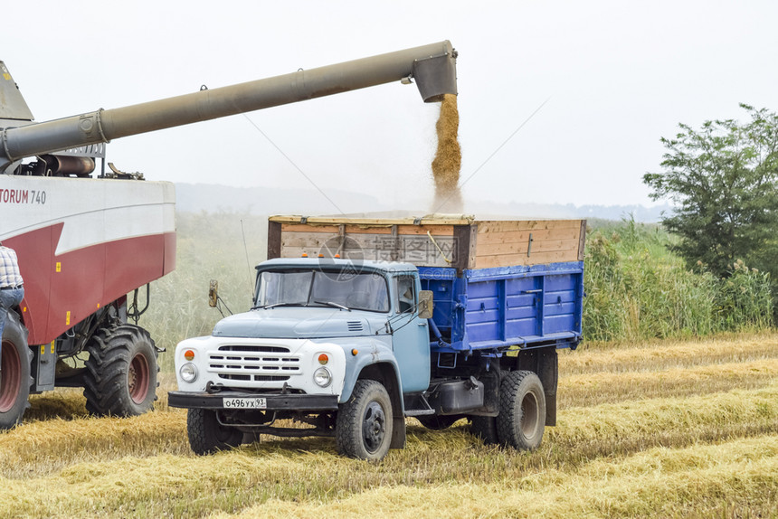 俄罗斯Poltavskaya村2015年9月7日从一个联合体卸下谷物进入一辆卡车通过联合体收获稻米在田地上收获秋季从一个联合体将图片