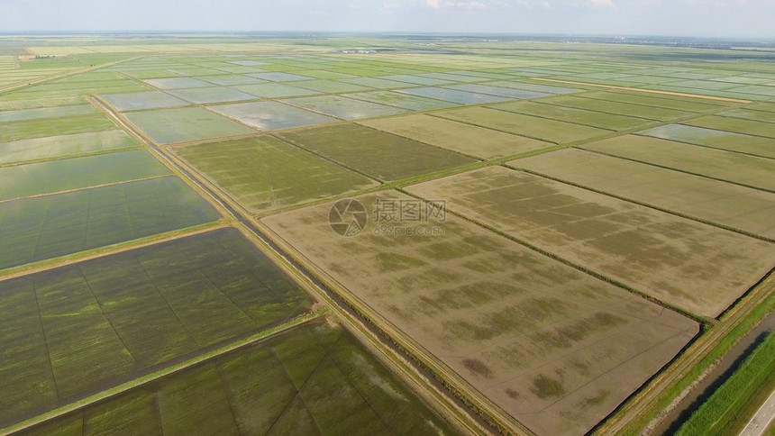 在洪水泛滥的田地上种植大米在田地上种植大米收获的开始鸟类眼观淹没大米稻田在地上种植大米的农艺方法在稻田上种植大米收获的开始鸟类眼图片