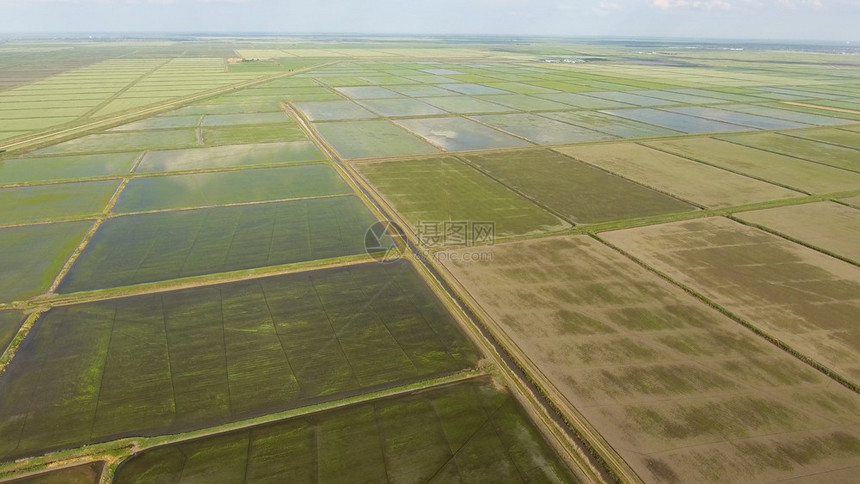 在洪水泛滥的田地上种植大米在田地上种植大米收获的开始鸟类眼观淹没大米稻田在地上种植大米的农艺方法在稻田上种植大米收获的开始鸟类眼图片