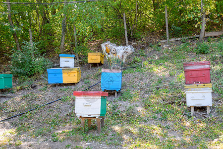 戈尔丘克俄罗斯戈尔尼定居点2018年月日山上养蜂场的蜜被油漆的树桩山上养蜂被油漆的树桩背景