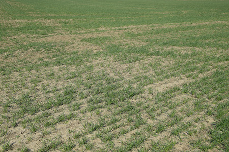 冬季小麦田种植树苗在小麦田中施肥冬季小麦田种植树苗图片