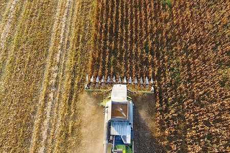 收割者玉米在联合收割者的帮助下集玉米鳕在田里提取玉米图片