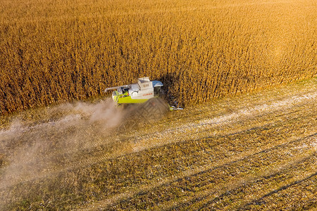 俄罗斯Krasnodar附近的田地2017年9月5日收割者玉米在联合收割者的帮助下集玉米在田地上提取玉米收获者割玉米在联合收割者背景