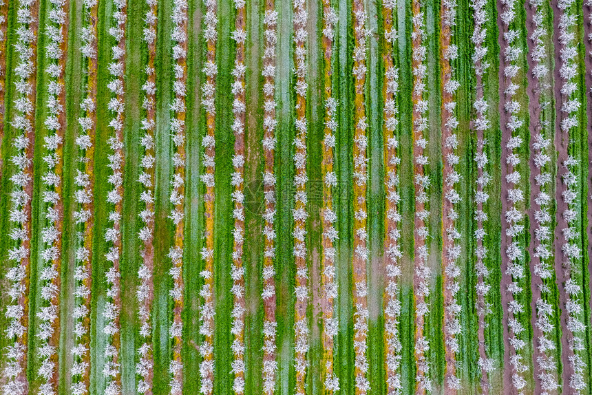 闪发光的年轻梅子花园顶层风景无人机在羽子开花的园上方图片