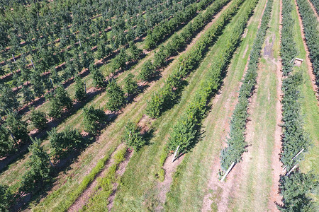 放木排花园的树木列空气摄影顶部视图园地景观苹果花的树木排顶部视图背景