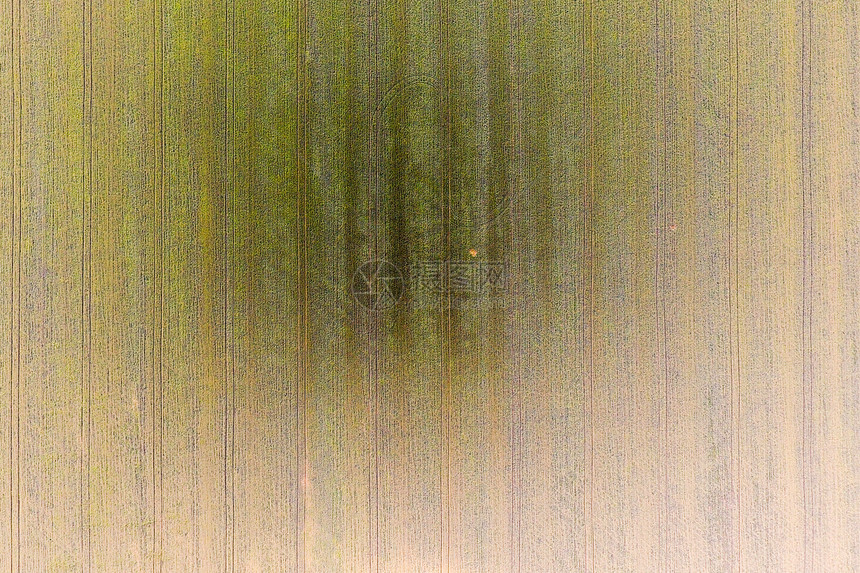小麦田的纹理野外青绿小麦的背景来自农牧场的照片小麦田空中照片来自农牧场的空中照片小麦田的青农牧场的空中照片野外青小麦绿的背景田野图片