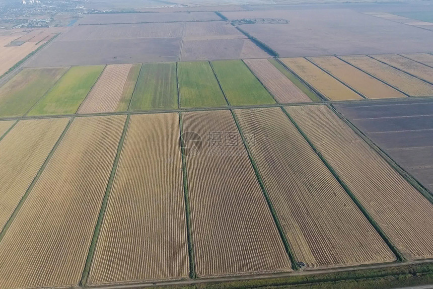 在洪水泛滥的田地上种植大米在田地上种植大米在田地上种植大米收获的开始鸟眼观淹没稻田在地上种植大米的农艺方法在野地上种植大米在地上图片