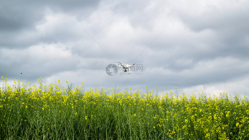 俄罗斯克拉诺达尔 -2017年5月3日:白无人机飞越了开花田地。Dron对着阴云的天空。机身在中的飞行。白色无人机飞越了开花田地图片