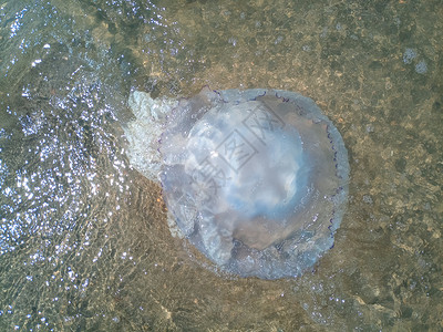 旗口水母海滨浅水中死去的水母水母根瘤海滨浅水中的死水母海蜇根口背景