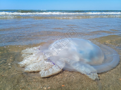 旗口水母海滨浅水中死去的水母水母根瘤海滨浅水中的死水母海蜇根口背景