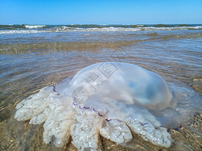 旗口水母海滨浅水中死去的水母水母根瘤海滨浅水中的死水母海蜇根口背景