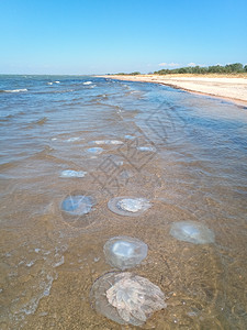 旗口水母海滨浅水中死去的水母水母根瘤海滨浅水中的死水母海蜇根口背景