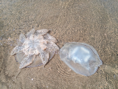 旗口水母海滨浅水中死去的水母水母根瘤海滨浅水中的死水母海蜇根口背景