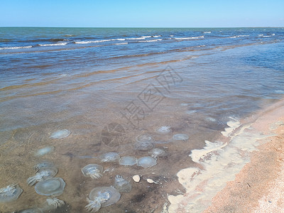 旗口水母海滨浅水中死去的水母水母根瘤海滨浅水中的死水母海蜇根口背景