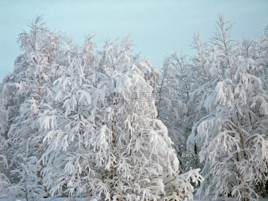 冬季风景雪中的树和霜冬天风景图片