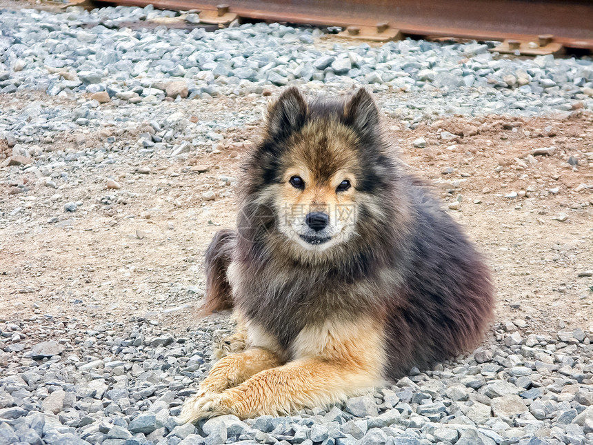 ShaggyShepherd北极圈中生命的狗品种图片