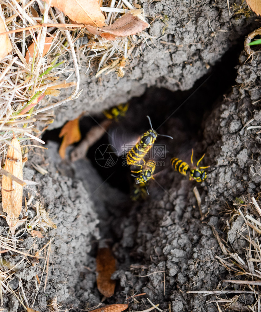 黄蜂鸟飞进它们的巢中蜂在山鸟飞进它们的巢中蜂在图片