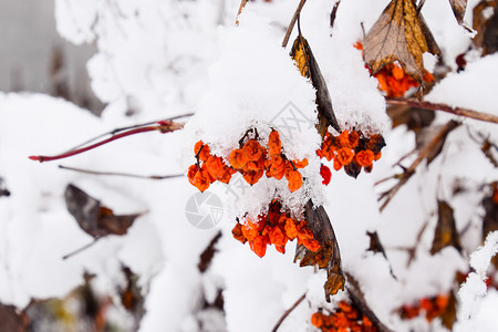 素梅琳娜下雪的白天高清图片