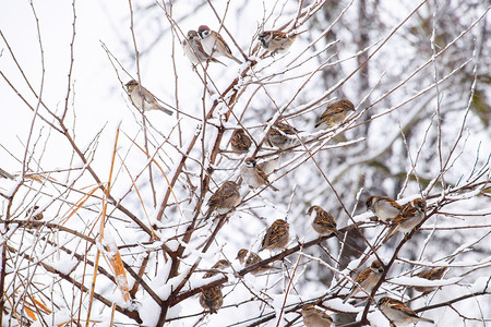 小麻雀树枝上的麻雀冬季工作日草原上的常见麻雀草原上的常见麻雀背景