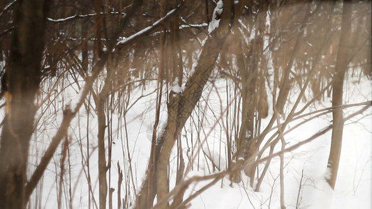 白雪的场景美梦林地场景美的闪光效果背景图片