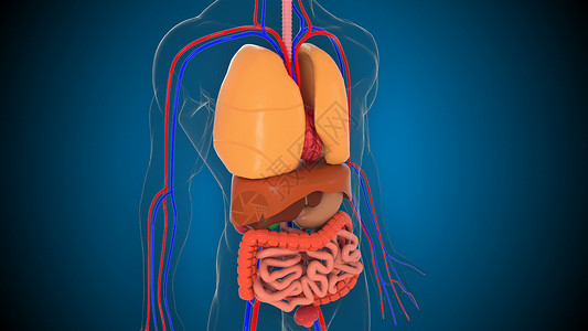 人体解剖身模型3D剖面背景人体身模型的一部分带有器官系统医学概念图片