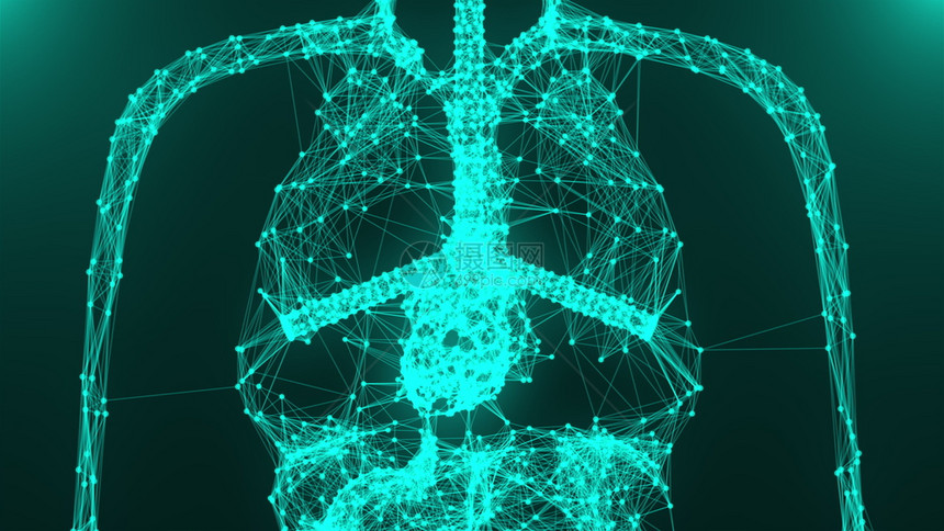 人体解剖模型与连接点3D剖面背景人体模型与器官系统的一部分医学概念人体身模型与连接点图片