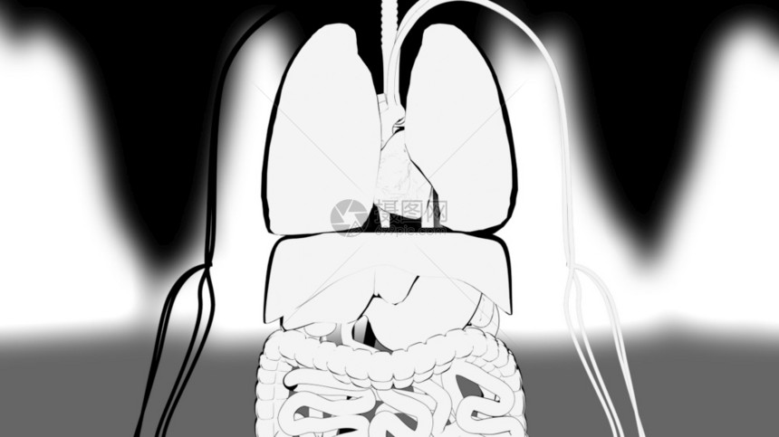 手绘人类内部器官演示计算机生成3D制作卡通背景手画展示人体内部器官演示计算机生成制作卡通背景介绍图片