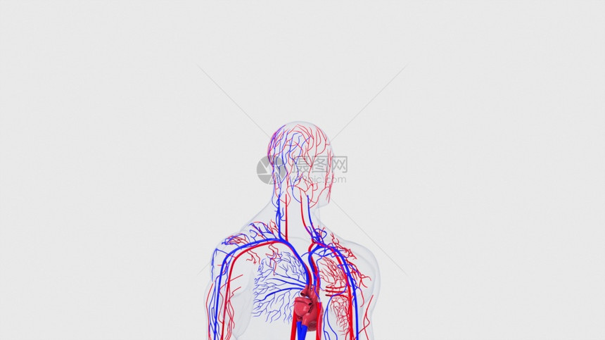 人体循环系统从头到脚的解剖计算机生成3D造血管医学背景人类循环系统从头到脚的解剖计算机生成造血管科学背景图片