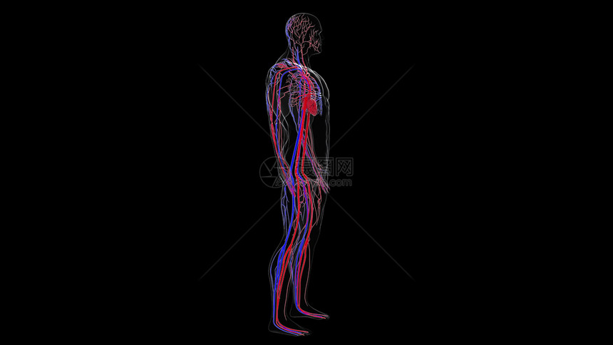 人体循环系统从头到脚的解剖计算机生成3D造血管医学背景人类循环系统从头到脚的解剖计算机生成造血管科学背景图片