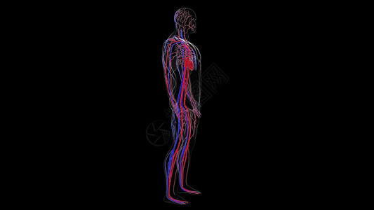 人体循环系统从头到脚的解剖计算机生成3D造血管医学背景人类循环系统从头到脚的解剖计算机生成造血管科学背景背景