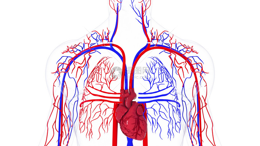 人体循环系统从头到脚的旋转模型3D产生血管医疗背景计算机生成人类循环系统旋转模型图片