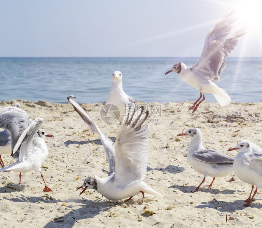 乌克兰Lazurnoe村夏季阳光明媚的日子里海滩上鸥图片