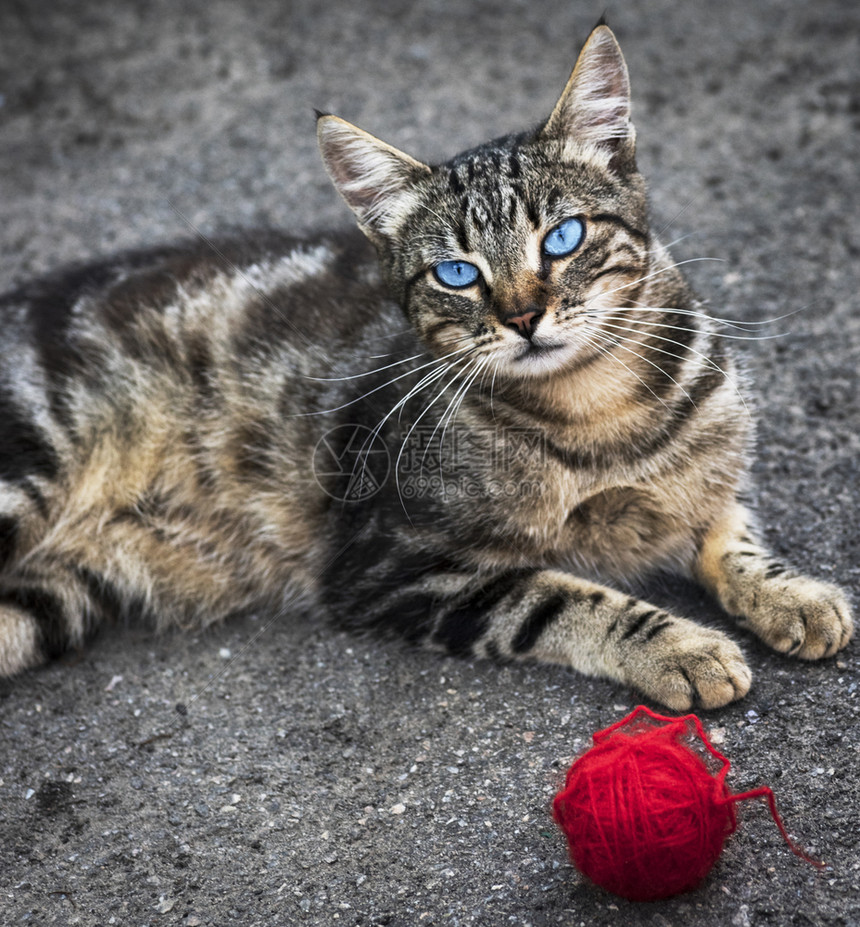 蓝眼睛的灰色条纹街猫躺在沥青上旁边是红羊毛球图片
