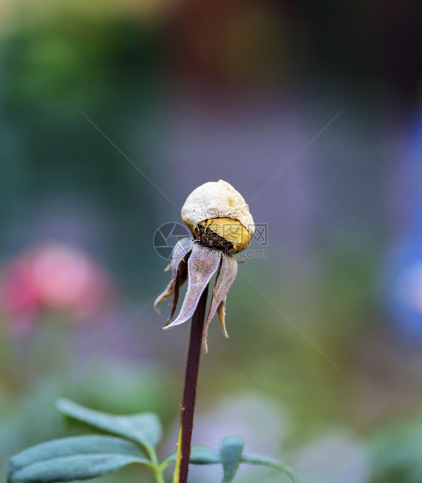 花园里枯的玫瑰花泡关上门图片