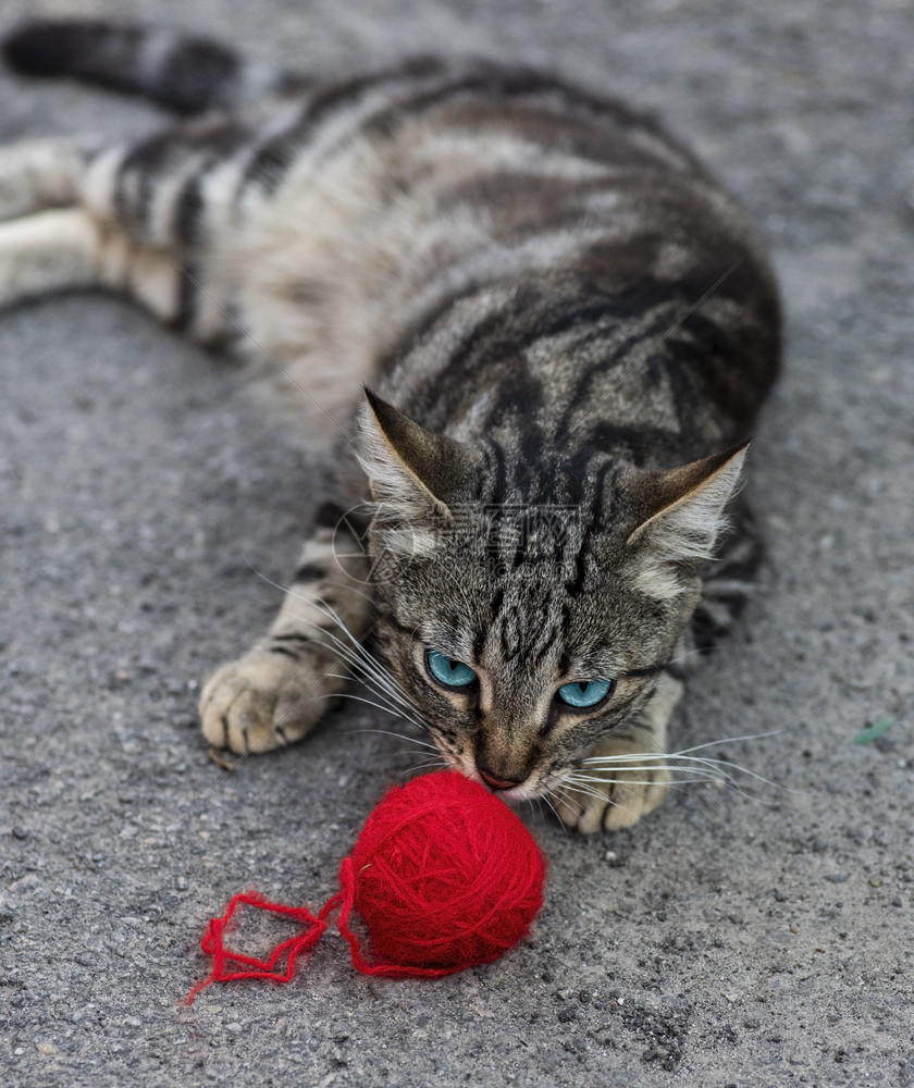 灰色小猫和红球关上图片