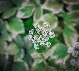 绿叶羊草和白花俯视图图片