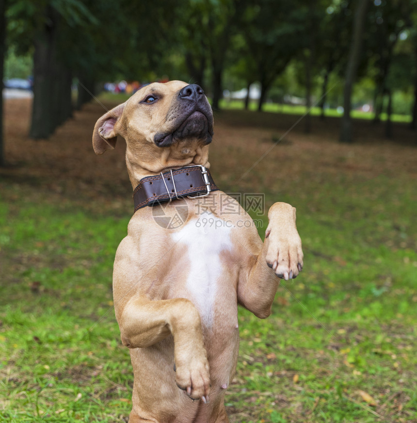 美国棕色斗牛犬站在后腿上有趣的游戏图片