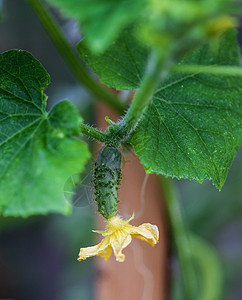 鲜青黄瓜果花朵在园的灌木丛中图片