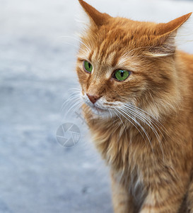 一只绿色眼睛的红毛小猫肖像闭上图片