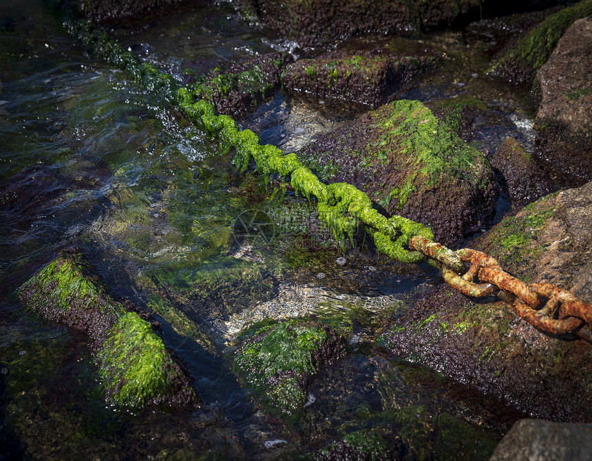 生锈的链条在石块中间用绿藻树棒从海洋中长出图片